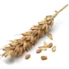 Wheat Grain